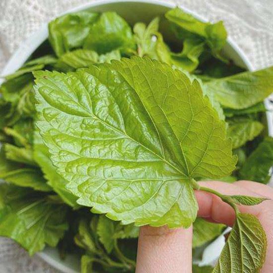 mulberry leaf mulberry leaf