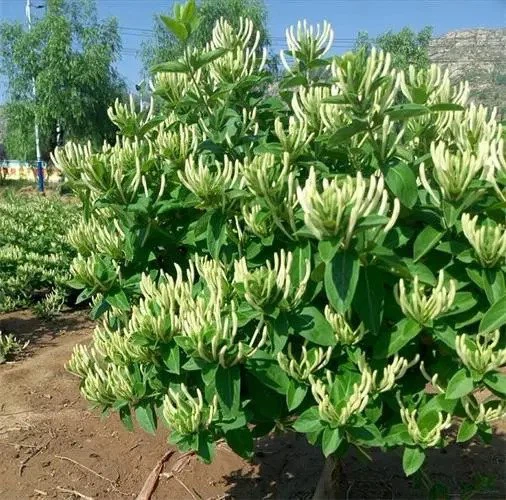 honeysuckle